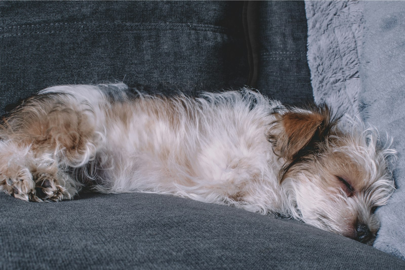 Dog Grooming in San Leandro: How to Choose the Right Grooming Setup for Your Dog